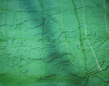 Spirulina